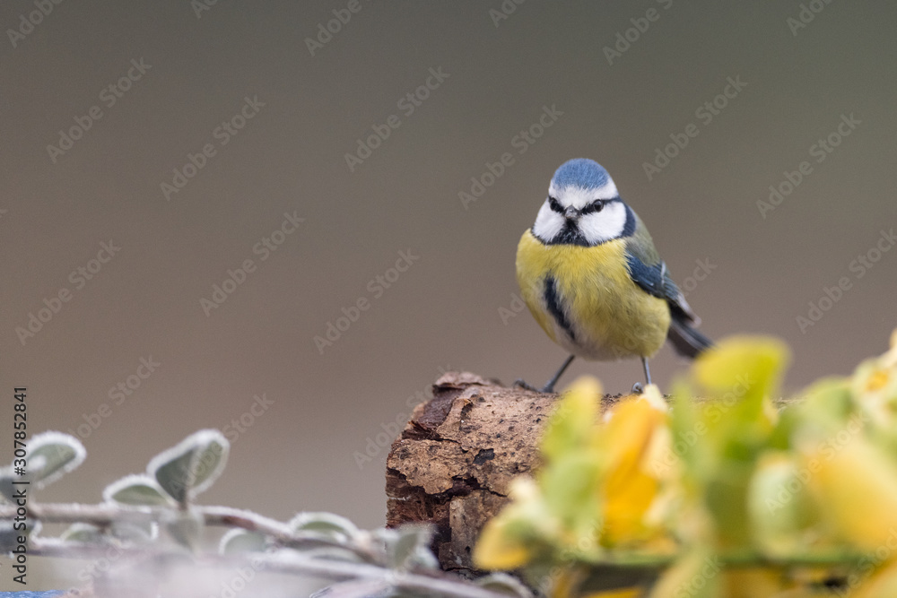 Obraz premium mésange bleu