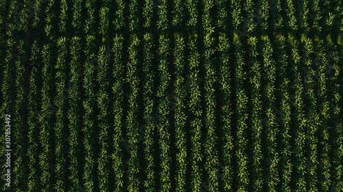 Aerial, top down view on tropical plantation photo