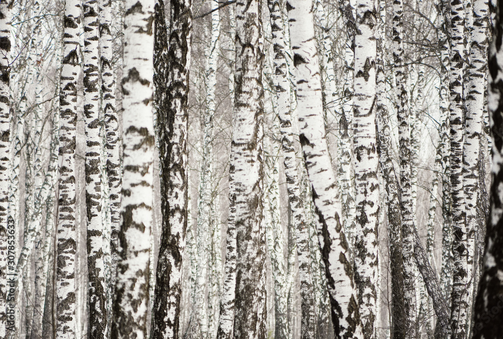 Obraz premium Panorama of a birch grove in winter. slender white trees