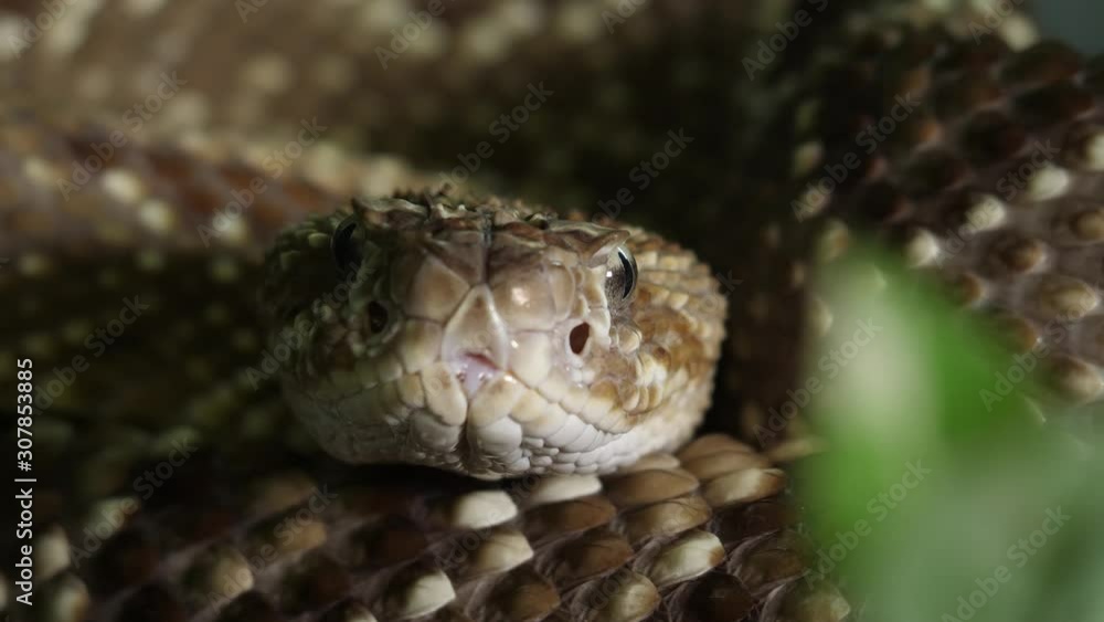 Tropical Rattlesnake Ecuador South America Tropical Rattlesnake Ecuador South America