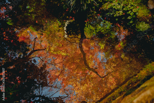 京都　瑠璃光院　お寺　紅葉　秋　写真素材　季節　 © Sanato