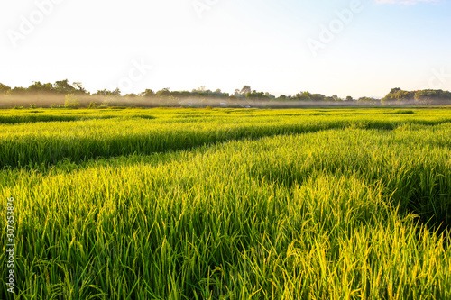 Green rice field with blue sky, natural background.