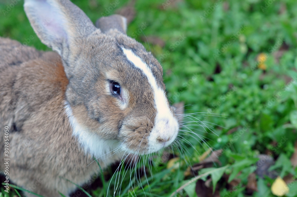 Cute gray domestic rabbit eats grass in the park.