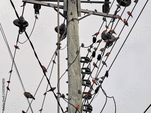 red birds on electric power lines