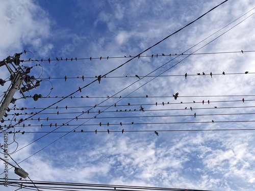 red birds on electric power lines