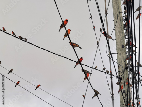 red birds on electric power lines