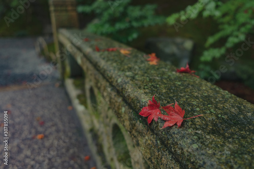 京都　瑠璃光院　お寺　紅葉　秋　写真素材　季節　