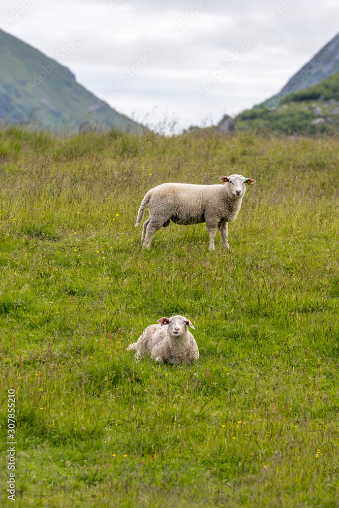 Obraz premium sheep on steep field, near Flakstad, Lofoten, Norway