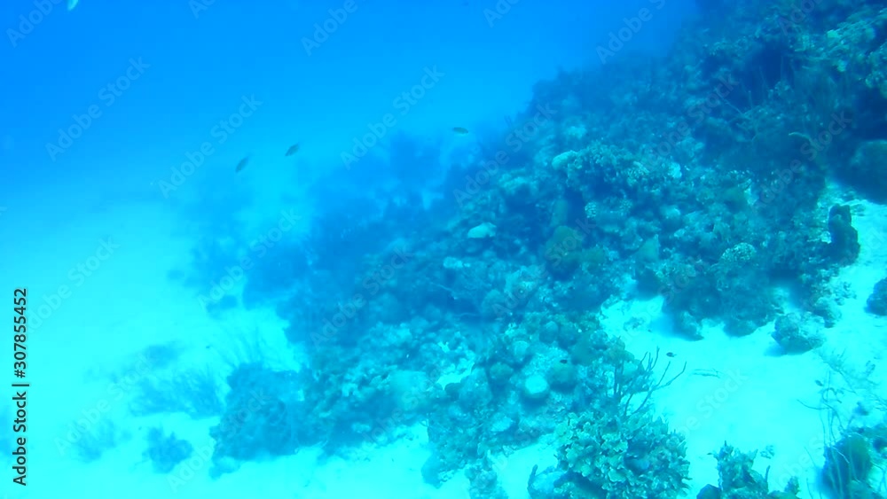 coral life caribbean sea Bonaire island underwater diving divers video coral life caribbean sea Bonaire island underwater diving divers video