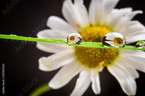 water drop refraction of a beautiful daisy flower