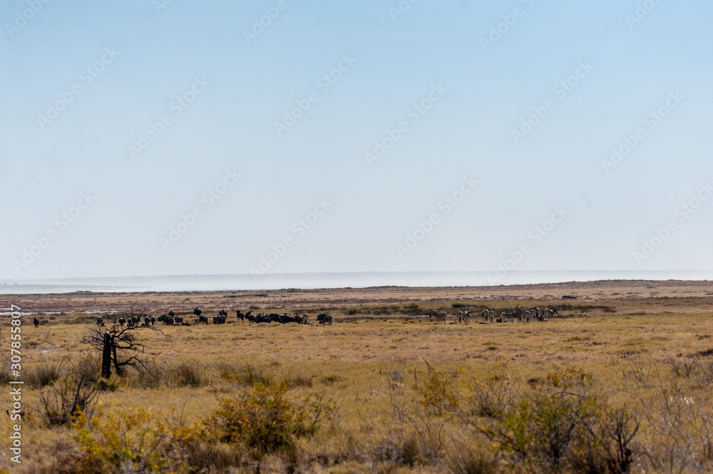 A herd of blue wildebeest - Connochaetes taurinus- grazing on the plains of Etosha. Etosha National Park, Namibia.