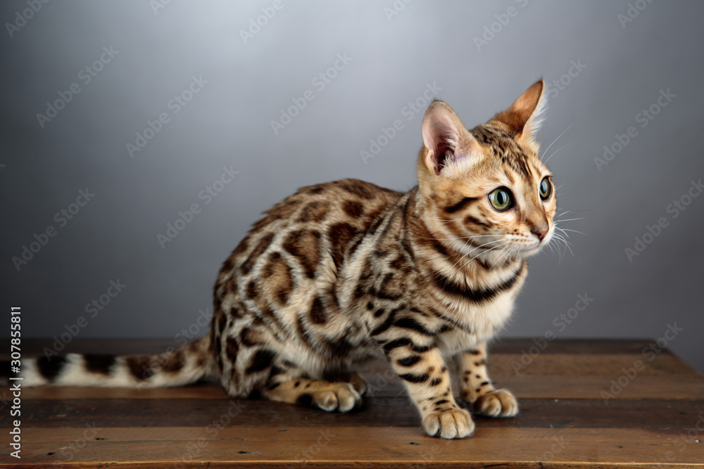 Young Bengal Cat Studio Portrait