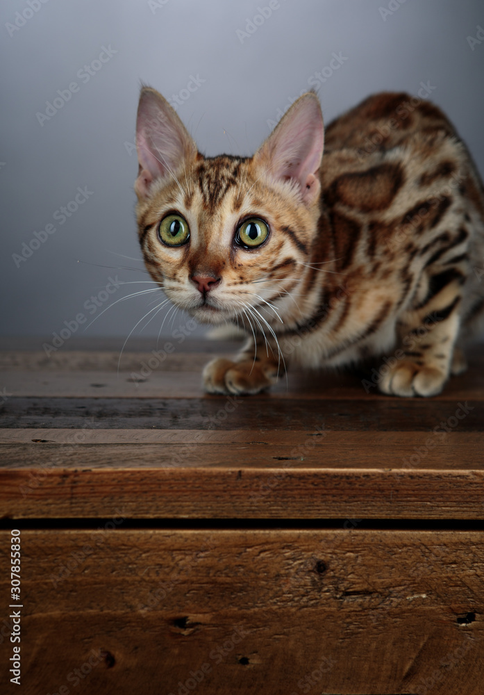Young Bengal Cat Studio Portrait