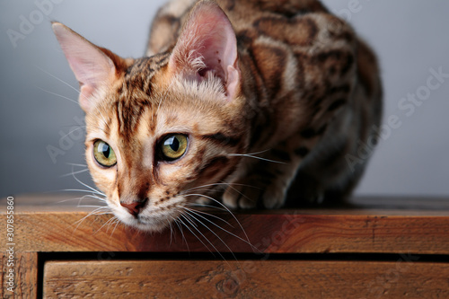 Young Bengal Cat Studio Portrait photo