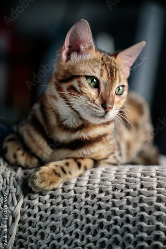 Young Bengal Cat Studio Portrait