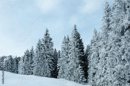 Snow-covered trees on a winter clear day with blue sky background. Landscape of winter spruce forest in Dolomites alps