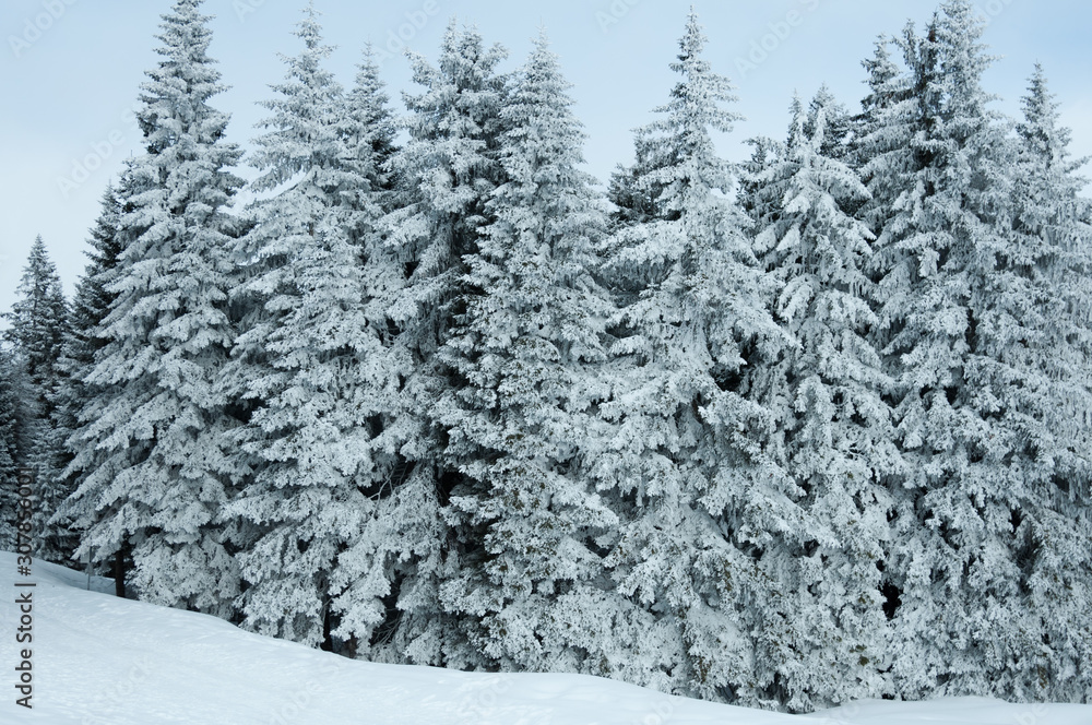 Snowy spruce trees in an alpine winter forest without people. Walking in a winter snowy forest in Alps. Snow-covered branches