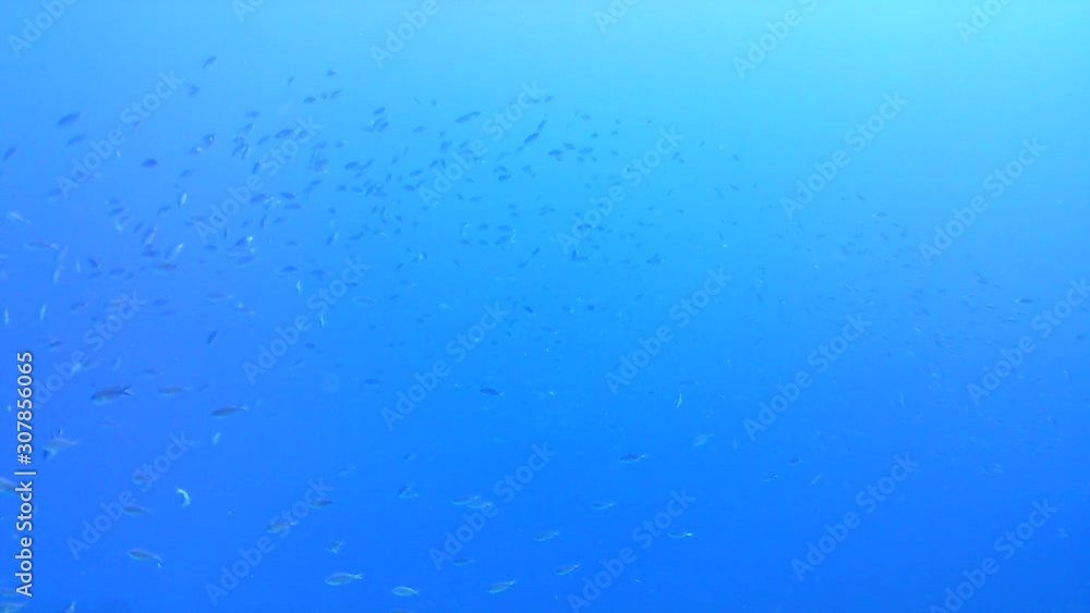 coral life caribbean sea Bonaire island underwater diving divers video coral life caribbean sea Bonaire island underwater diving divers video