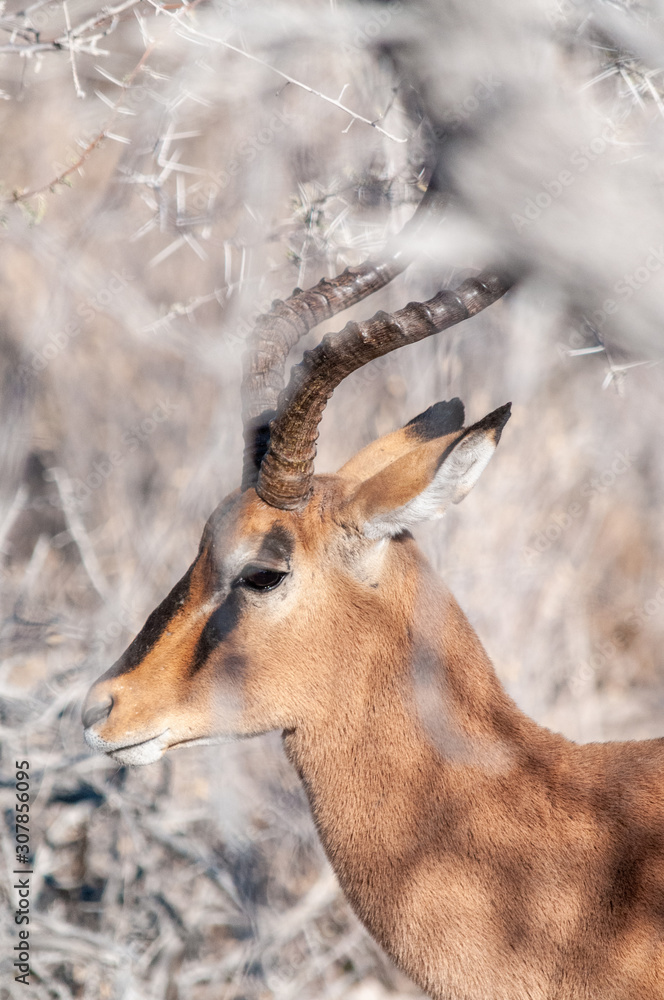 Detail of an Impala - Aepyceros melampus- emerging from the bushes of Etosha National Park, Namibia. Detail of an Impala - Aepyceros melampus- emerging from the bushes of Etosha National Park, Namibia.