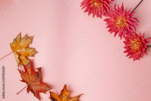 pink flower on a pink background. female health concept. A reference to tenderness  care and kindness. Summer versus Autumn.