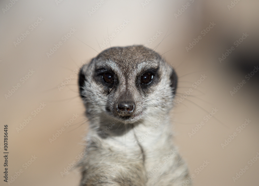 meerkat on guard meerkat on guard