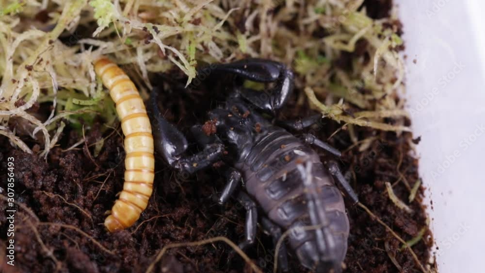 Scorpio sits on the ground near its prey. Scorpio sits on the ground near its prey.