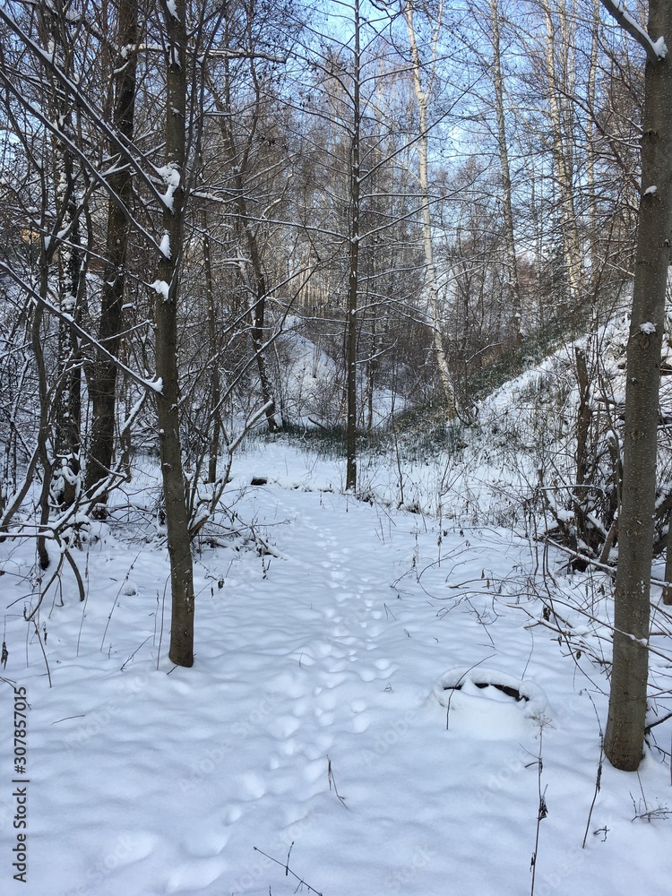 Fototapeta premium forest in winter