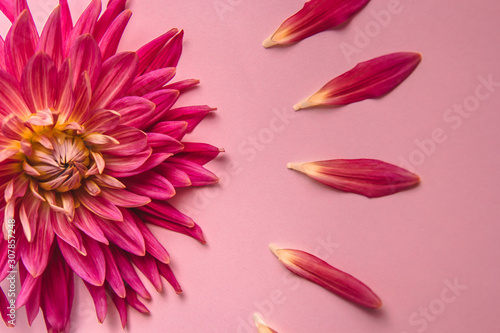 pink flower on a pink background. female health concept. A reference to tenderness, care and kindness.