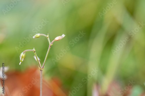 Small flowers on green background