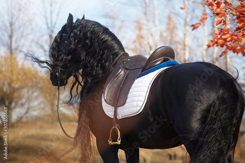 Bild auf Leinwand Friesian horse portrait in a dark stable with hair lighting