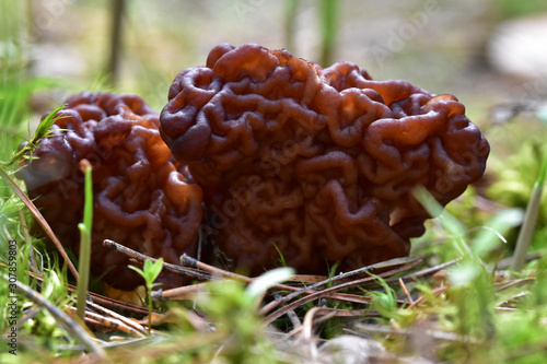 Two brown false morel among conifers and grass close-up