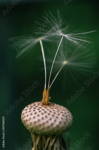 Macro close-up of a dandelion flower receptacle  completely peeled  with the seeds just beginning to sprout