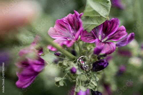 Ehering auf Stiel einer lila Blume photo