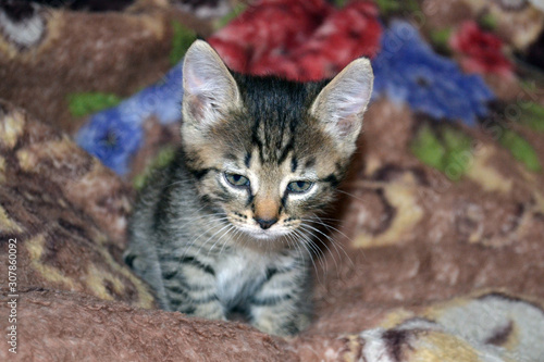 Very small cute and beautiful sad striped kitten
