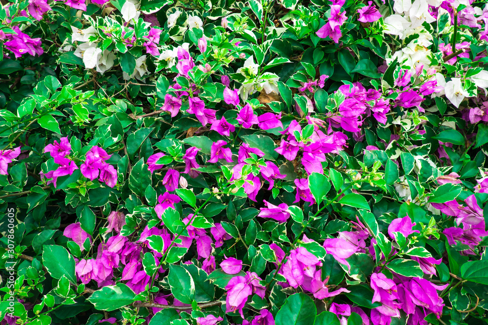 Obraz premium Bougainvillea flower background