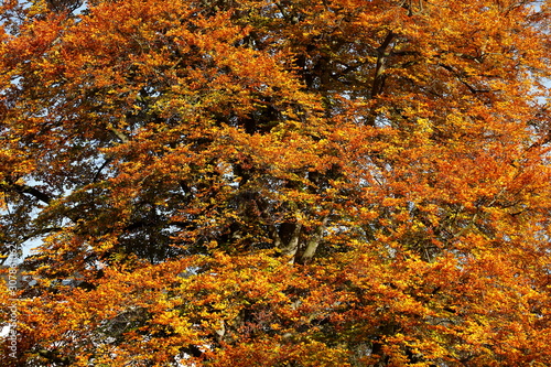Braun verfärbtes Herbstlaub an an einer Rotbuche, Deutschland
