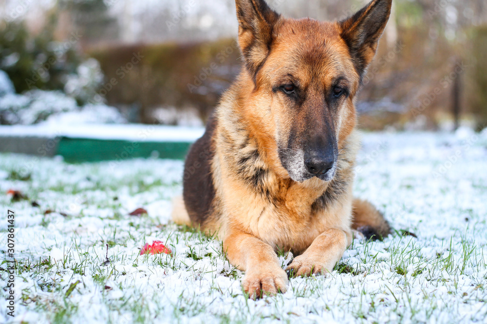 Naklejka premium Beautiful German shepherd sitting on white plain snow on a cold winter day. Shot taken in small countryside city house garden.