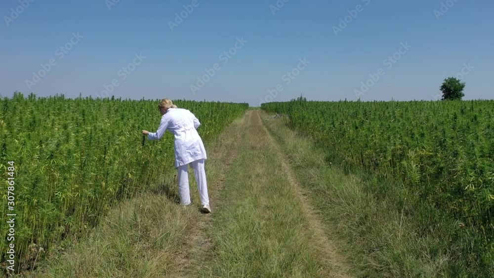 Aerial shot of scientist walking by cultivated marijuana fields observing CBD hemp plants Aerial shot of scientist walking by cultivated marijuana fields observing CBD hemp plants