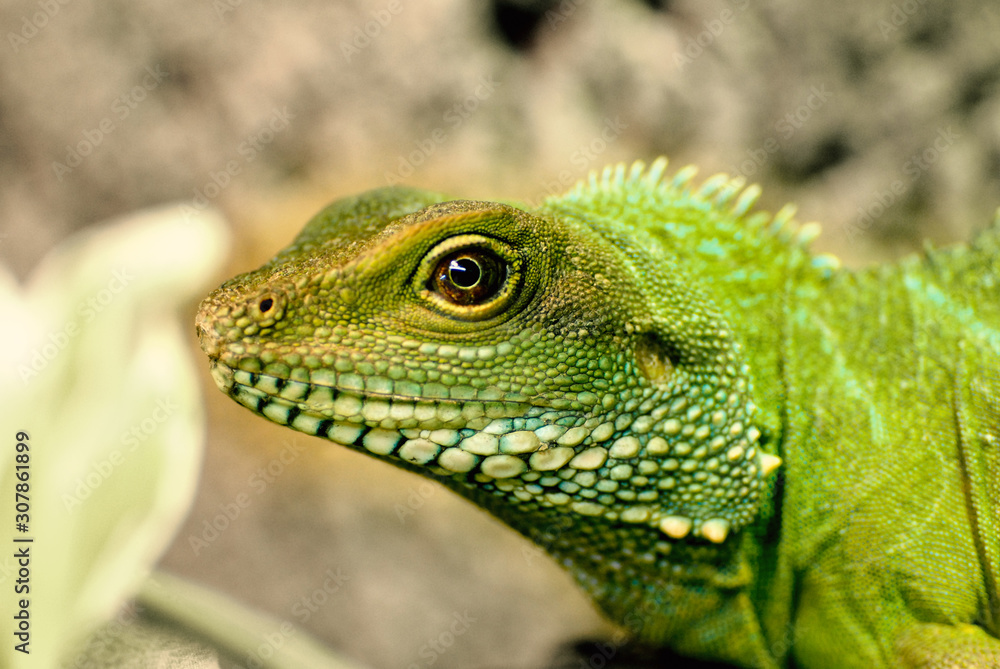 Obraz premium Grüne Wasseragame, seitliches Portrait, Makro