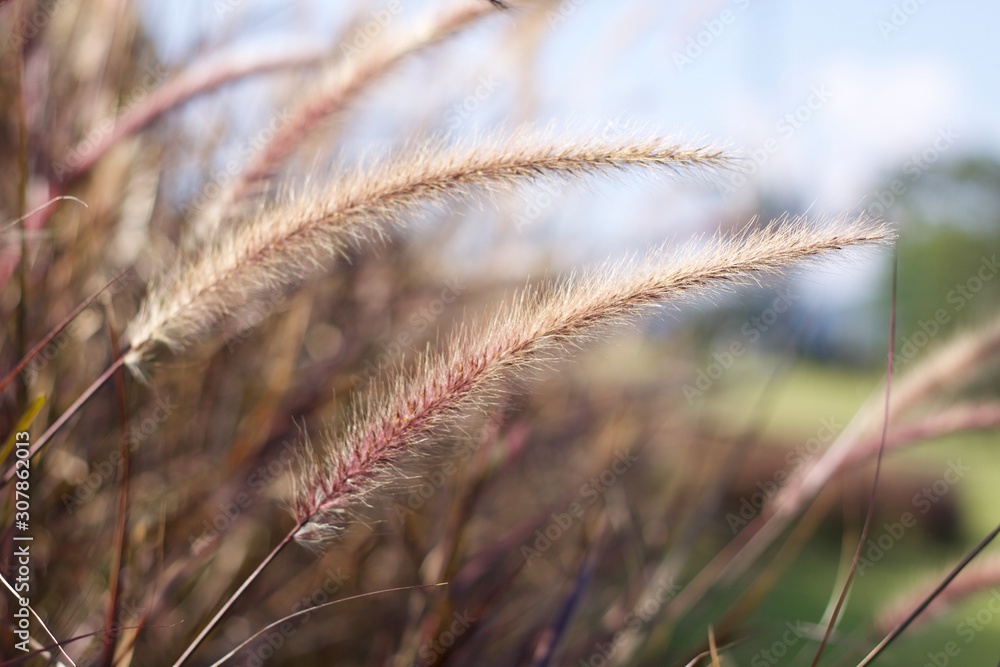 Beautiful grassland on the side of the road Beautiful grassland on the side of the road