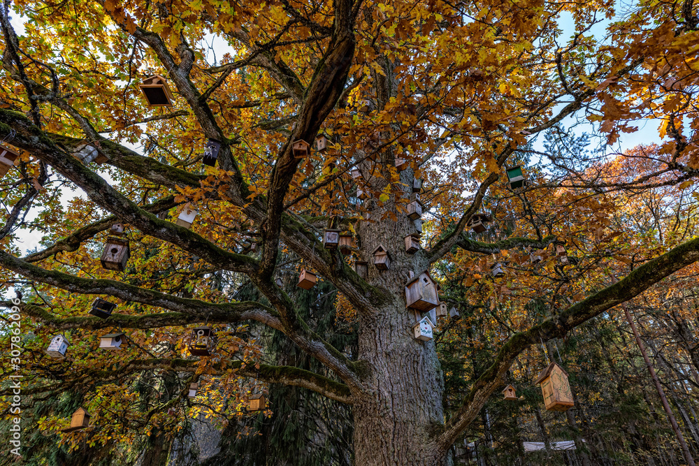 autumn city. autumn forest, sky, clouds, forest autumn city. autumn forest, sky, clouds, forest