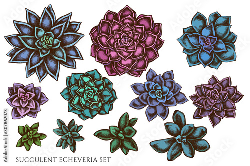 Vector set of hand drawn colored succulent echeveria