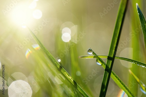 Green grass under water drops sun day light close up early morning dew nature close up macro © Serhii