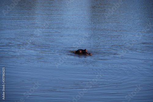 Hippo in lake