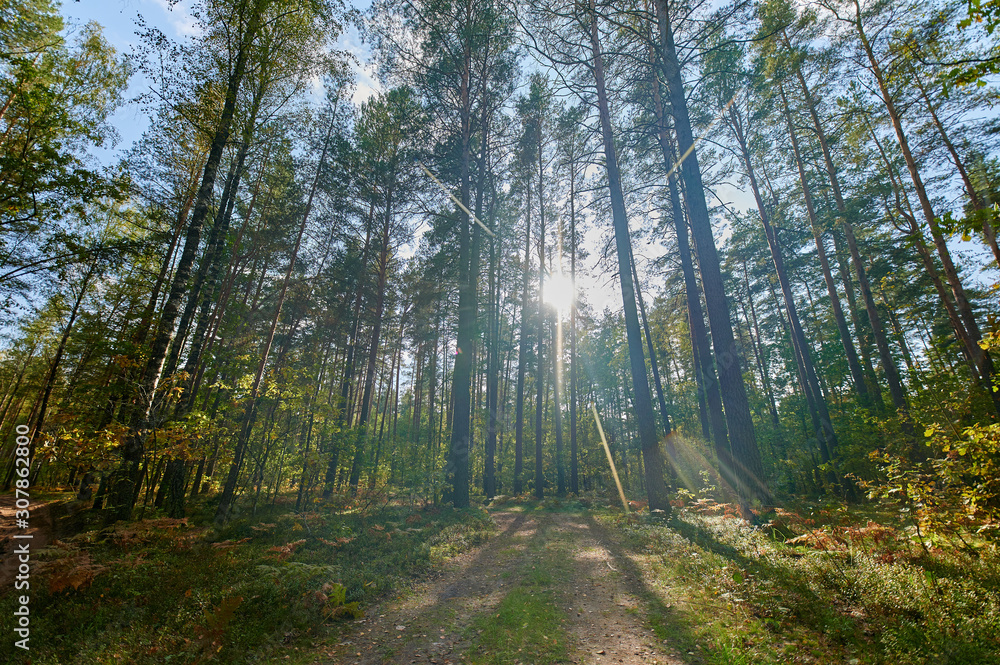 Obraz premium Sunny european forest landscape on a summer day with green trees