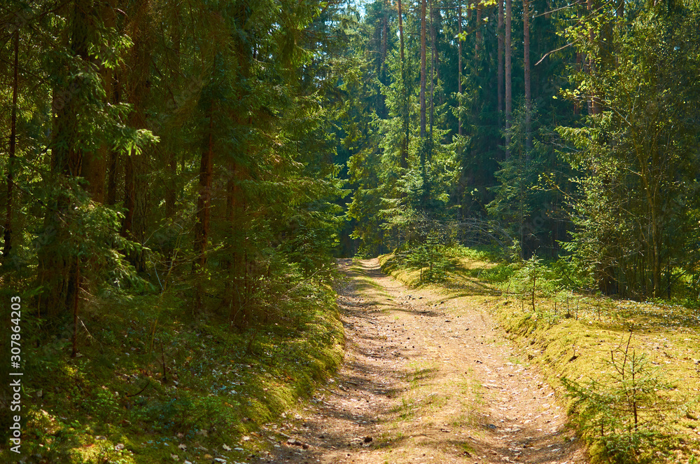 Fototapeta premium Sunny european forest landscape on a summer day with green trees