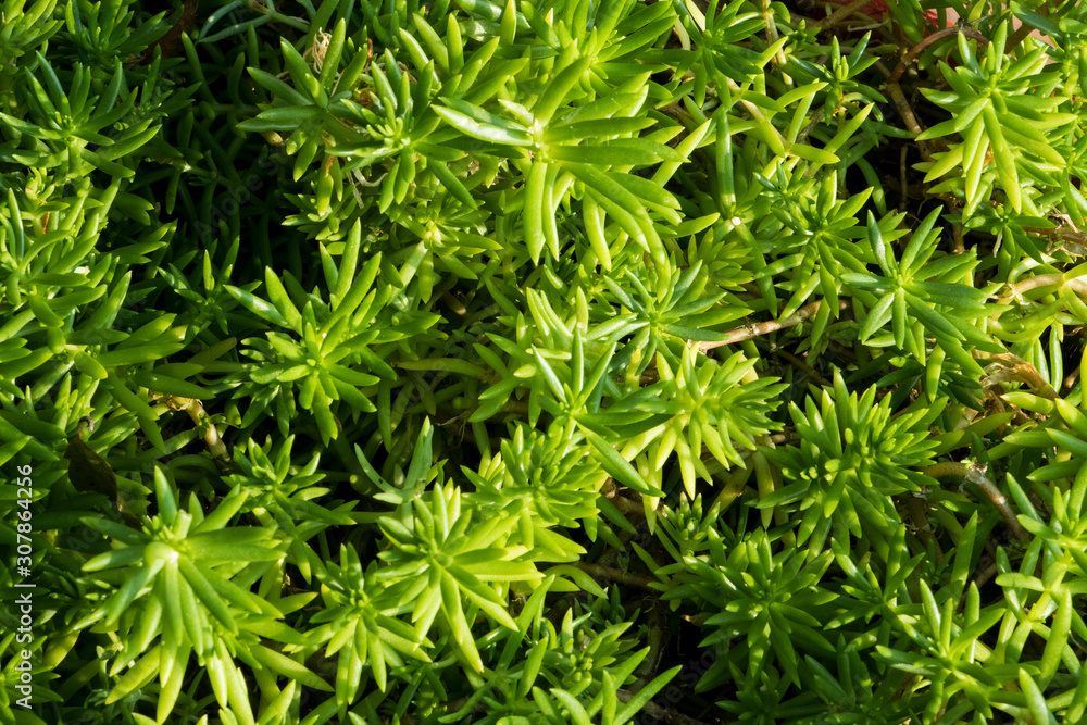 nature backgrounds nature backgrounds