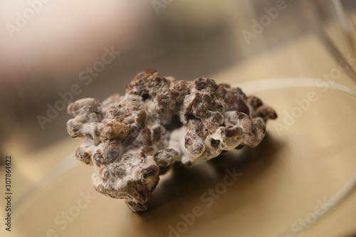 Magic amazing mushroom eating in central of Amsterdam super truffles psychedelic experience dreaming big colors full on background high quality enjoing life times beautiful moments Holland freedom