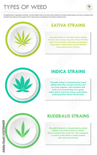 Types of Weed vertical business infographic illustration about cannabis as herbal alternative medicine and chemical therapy, healthcare and medical science vector.