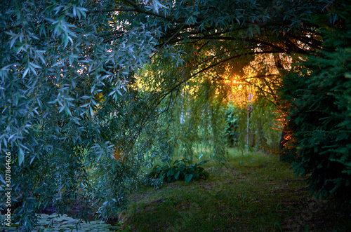 Sunset between trees in summer in rural Europe